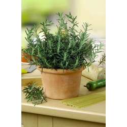 Home Garden - Rosemary - para cultivo en interiores y balcones - 80 semillas - Rosmarinus officinalis