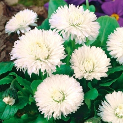 English Daisy Roggli White seeds - Bellis perennis - 600 seeds