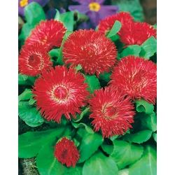 Large flowered red daisy "Grace" - 600 seeds