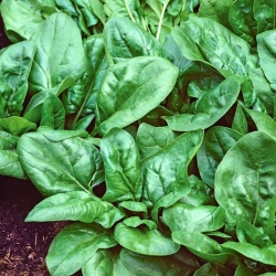 Spinach "Matador" - TREATED SEEDS - 1800 seeds