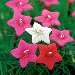 Cypress Vine Mixed Colours seeds - Ipomoea quamoclit - 38 seeds