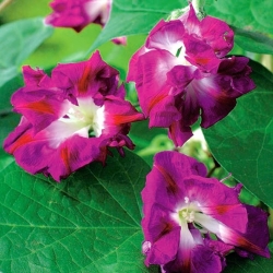 Morning Glory Raffles seeds - Ipomea imperialis - 80 seeds