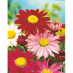 دانه های مخلوط Daisy رابینسون - کوسهینوم گل داودی - 120 دانه - Chrysanthemum coccineum