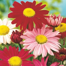 Daisy Robinson's Paint dicampur biji - Chrysanthemum coccineum - 120 biji - benih