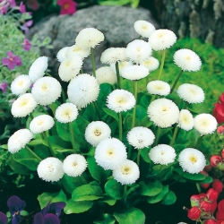 Margarida - Pompom - branco - 690 sementes - Bellis perennis