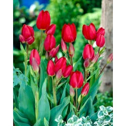 Tulipa红色乔其纱 - 郁金香红色乔其纱 -  5个洋葱 - Tulipa Red Georgette