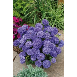 China Aster Milady Lilac  seeds - Callistephus chinensis - 500 seeds