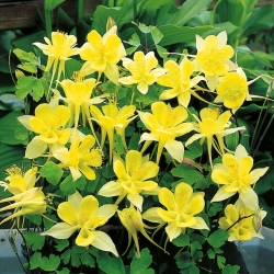 Semi Golden Columbine - Aquilegia chrysantha - 270 semi