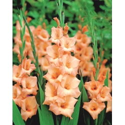 Gladiolsläktet Peter Pears - paket med 5 stycken - Gladiolus Peter Pears