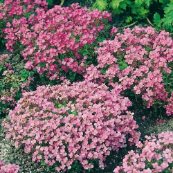 Pink Caucasian Rockcress seeds - Arabis caucasica - 1410 seeds