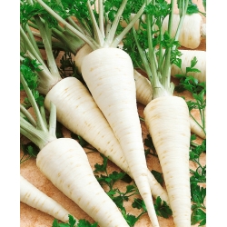 Root Parsley - Sugar - seeds - Petroselinum crispum - 4250 seeds