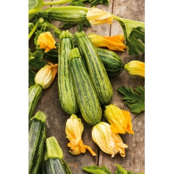 Zucchini Lajkonik Samen - Cucurbita pepo - 24 Samen - 