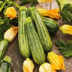 Zucchini Lajkonik semena - Cucurbita pepo - 24 semen