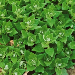 New Zealand Spinach seeds - Tetragonia expansa - 70 seeds