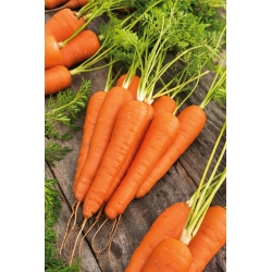 Семена от моркови Корал - Daucus carota - 4250 семена - Daucus carota ssp. sativus 
