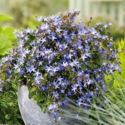 Srbský Bellflower, Blue Waterfall semená - Campanula poscharskyana - 480 semien