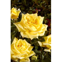 Trandafir cu flori mari - galben - răsărit în ghiveci - 