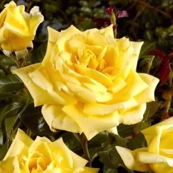 Mawar berbunga besar - kuning - anak pokok pasu - 