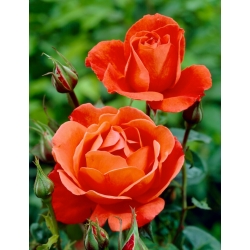 Grootbloemige roos - oranje - ingemaakte zaailing - 
