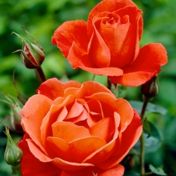 Крупноцветковая роза - апельсин - горшечная рассада - 