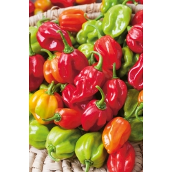 Habanero pepper - extremely hot
