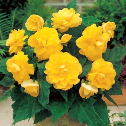 Begonia ×tuberhybrida  - geel - pakket van 2 stuks