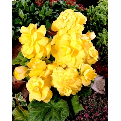 Begonia ×tuberhybrida  - gul - paket med 2 stycken