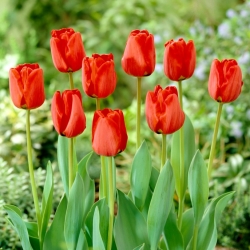 Тюльпан Apeldorn - пакет из 5 штук - Tulipa Apeldorn
