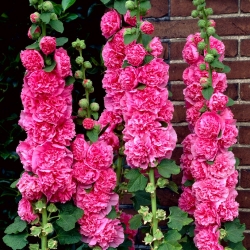 Hollyhock biasa - pelbagai merah jambu - 50 biji - Alcea rosea - benih