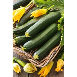 Zucchini "Black Beauty" - 19 seeds