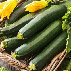 Zucchini "Black Beauty" - 19 hạt - Cucurbita pepo 