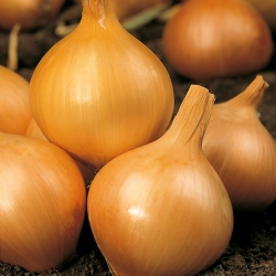 Onion "Wolska" - COATED SEEDS - 200 seeds