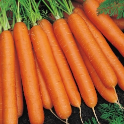 Carrot "Nantes 3" - medium early variety - PELLETED SEEDS - 400 seeds