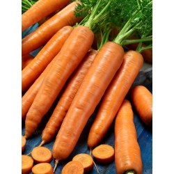 Korenček "Karotina" - zgodnja, sladka sorta z visoko vsebnostjo karotena - 4250 semen - Daucus carota - semena