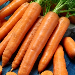 Morcov "Karotina" - varietate timpurie, dulce cu conținut ridicat de caroten - 4250 de semințe - Daucus carota
