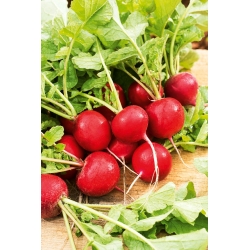 Radish "Carmesa" - early, thin-skinned variety for under cover and field cultivation - 425 seeds
