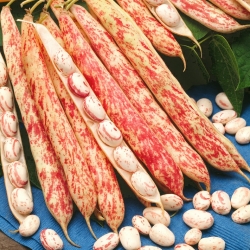BIO - Bicolour kacang Perancis "Borlotto lidah api 3" - benih organik yang disahkan - 30 biji - Phaseolus vulgaris L.