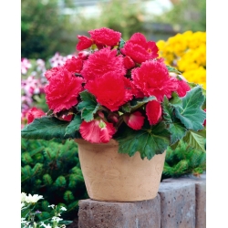 Begonia  Fimbriata - rosa - pacote de 2 peças - Begonia Fimbriata