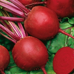 Rødbete - Round Dark Red - 1000 frø - Beta vulgaris