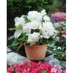 Begonia Fimbriata - bianco - pacchetto di 2 pezzi