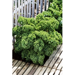 Kale Dwarf Green Curled seeds - Brassica oleracea - 300 seeds