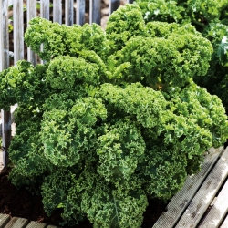 Biji Kale - Brassica oleracea - 300 biji - Brassica oleracea L. var. sabellica L. - benih