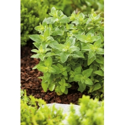 Oregano semená - Origanum vulgare - 750 semien