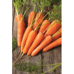 Zanahoria - Nantejska Polana - 5100 semillas - Daucus carota