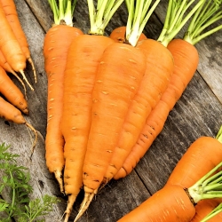 Cà rốt "Flakkese 2" - giống muộn - HẠT GIỐNG - 400 hạt - Daucus carota