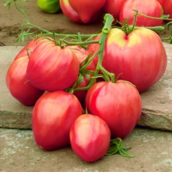 Tomat "Oxheart" - bidang, varietas rapsberry - 10 g biji - 5000 biji - Lycopersicon esculentum 
