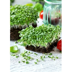 Microgreens - Зелений базилік   - молоде листя з винятковим смаком - 1950 насіння - Ocimum basilicum 