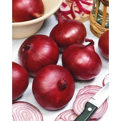 Onion "Karmen"