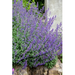Catmint seeds - a natural mosquito repellent - Nepeta mussinii - 120 seeds