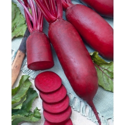 Červená řepa "Cylindra" - Potažené semena - 100 semen - Beta vulgaris var. conditiva  - semena